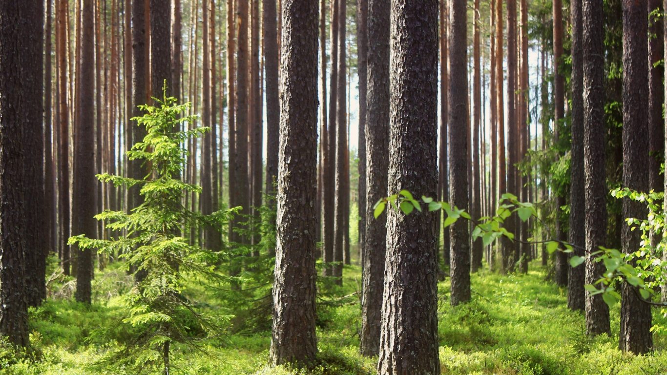 Green Trees on Green Grass Field During Daytime. Wallpaper in 1366x768 Resolution