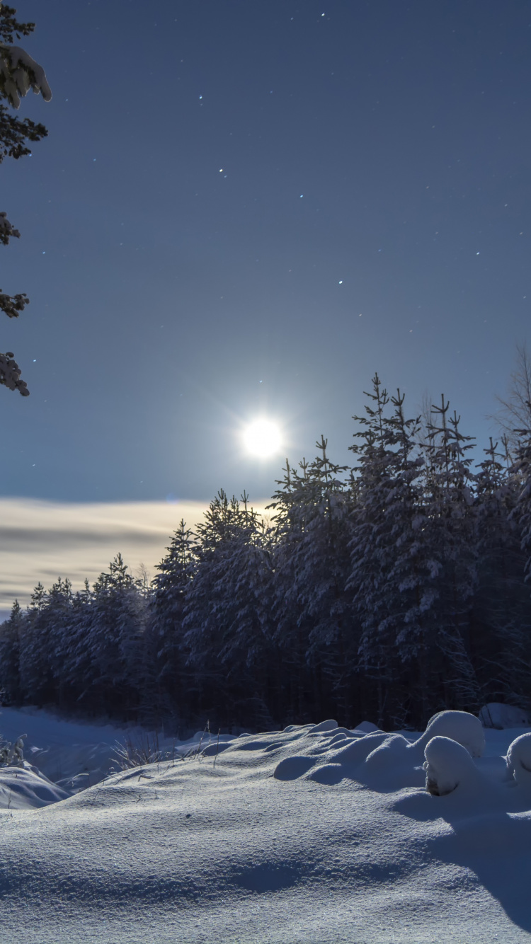 冬天, 性质, 冻结, 月光, 气氛 壁纸 750x1334 允许
