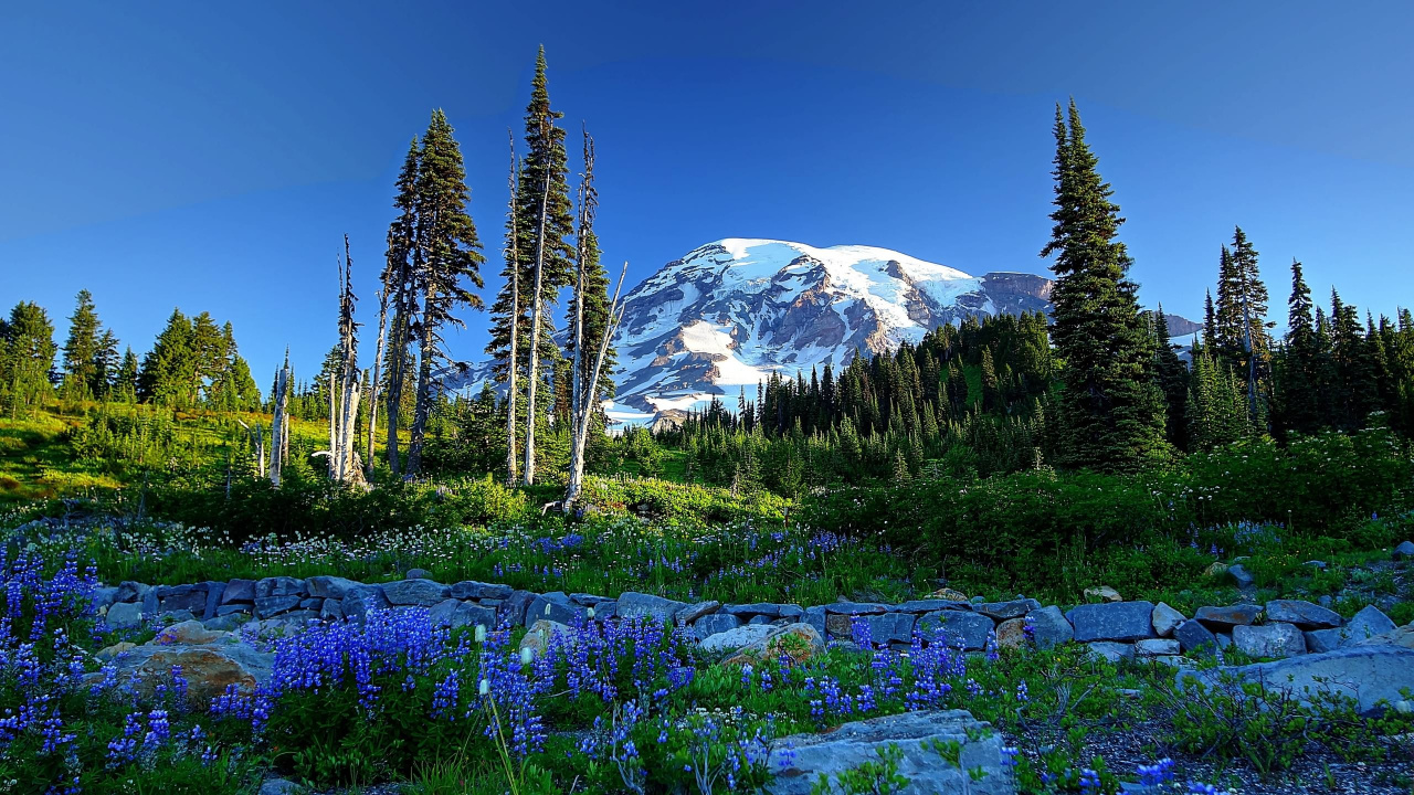 Green Pine Trees Near Snow Covered Mountain During Daytime. Wallpaper in 1280x720 Resolution