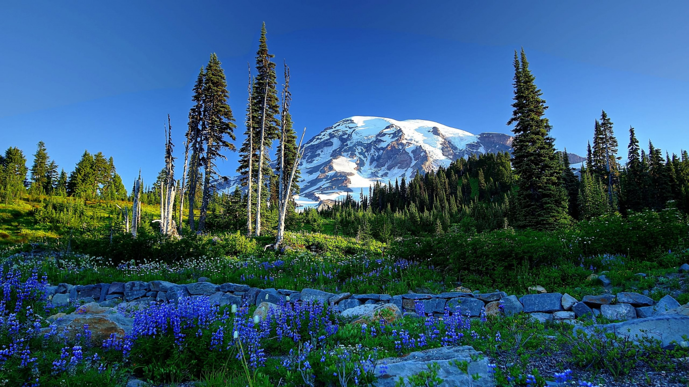 Green Pine Trees Near Snow Covered Mountain During Daytime. Wallpaper in 1366x768 Resolution