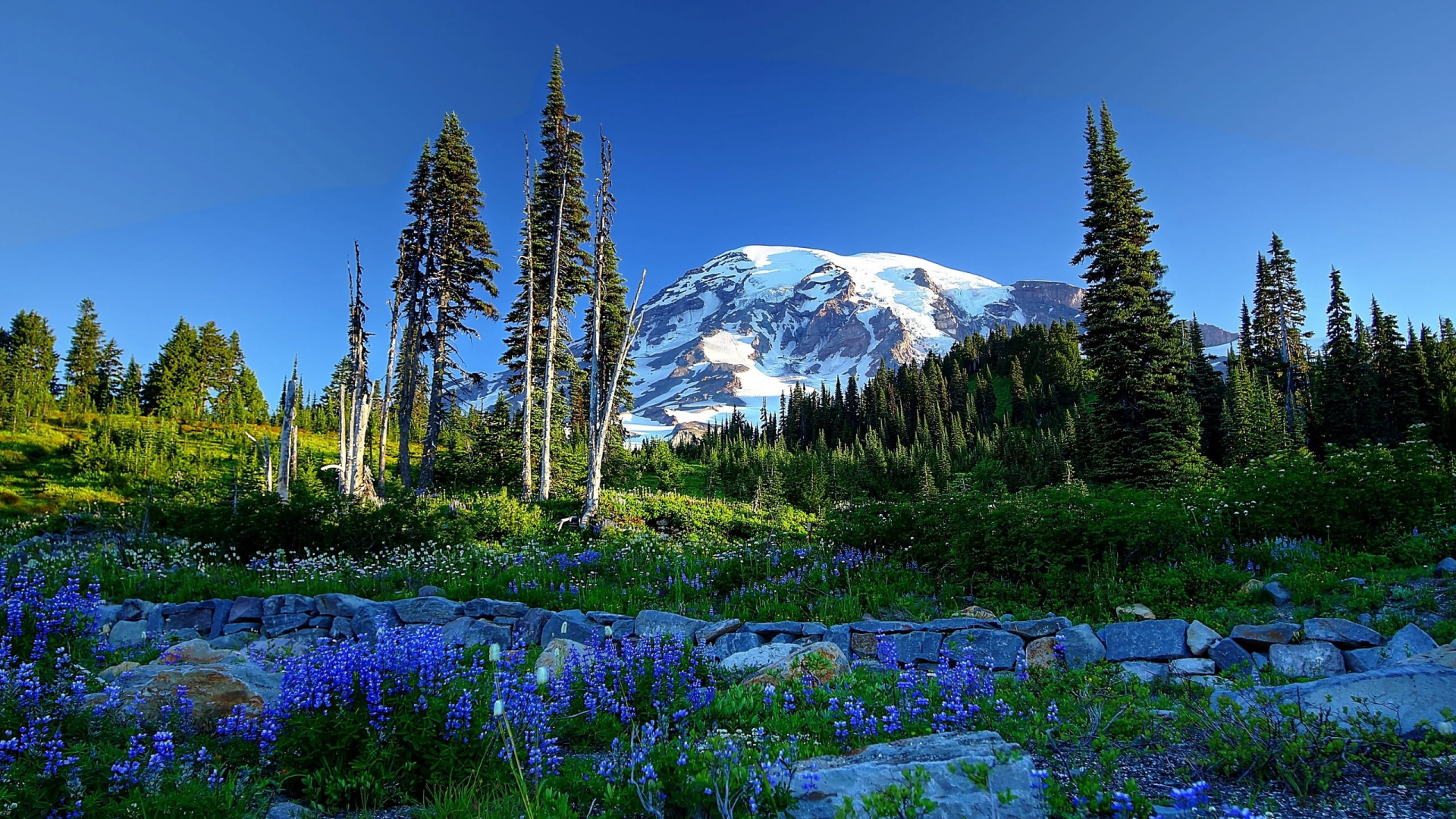 Green Pine Trees Near Snow Covered Mountain During Daytime. Wallpaper in 1920x1080 Resolution