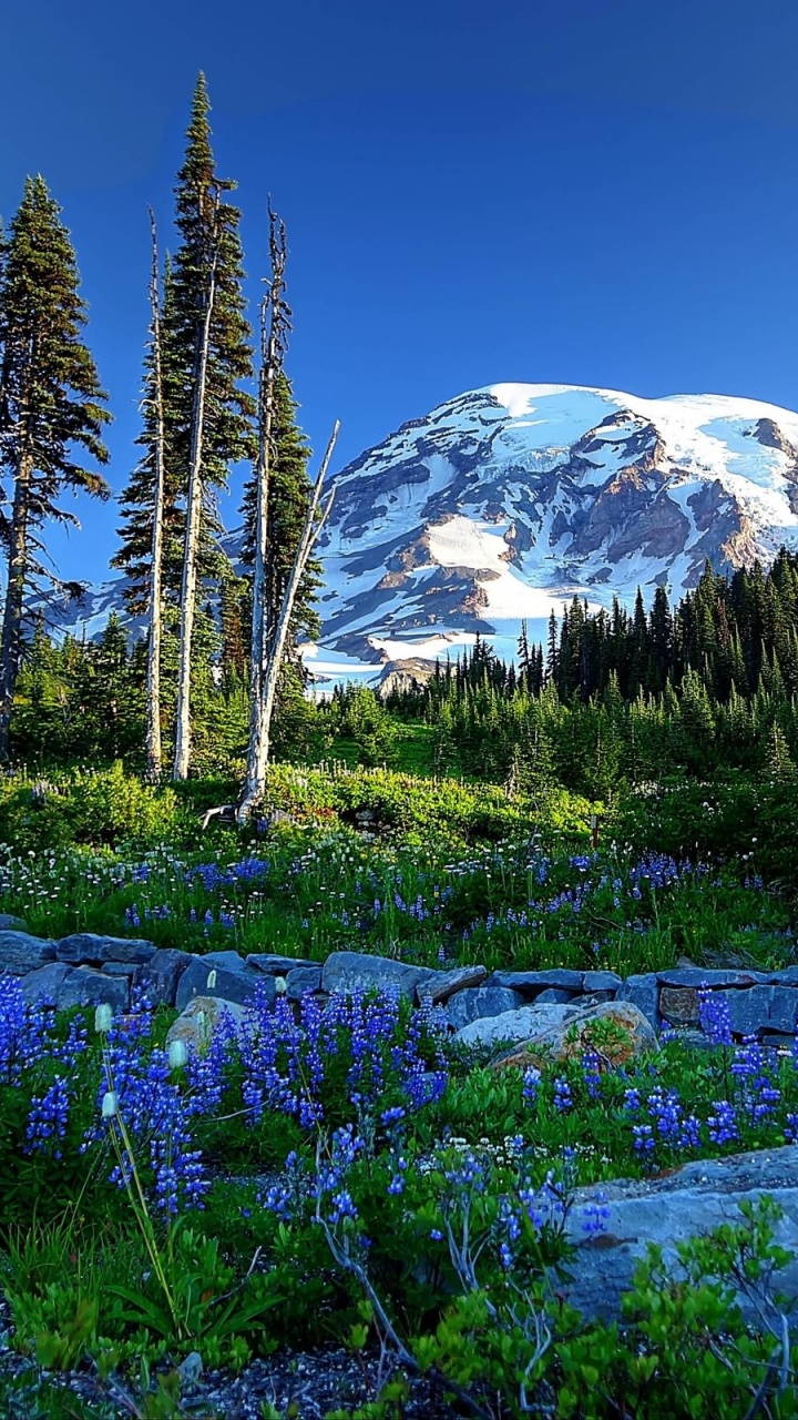 Green Pine Trees Near Snow Covered Mountain During Daytime. Wallpaper in 720x1280 Resolution