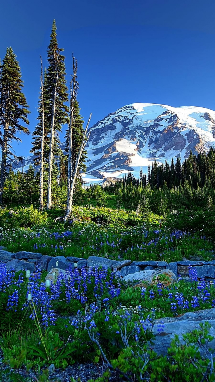 Green Pine Trees Near Snow Covered Mountain During Daytime. Wallpaper in 750x1334 Resolution