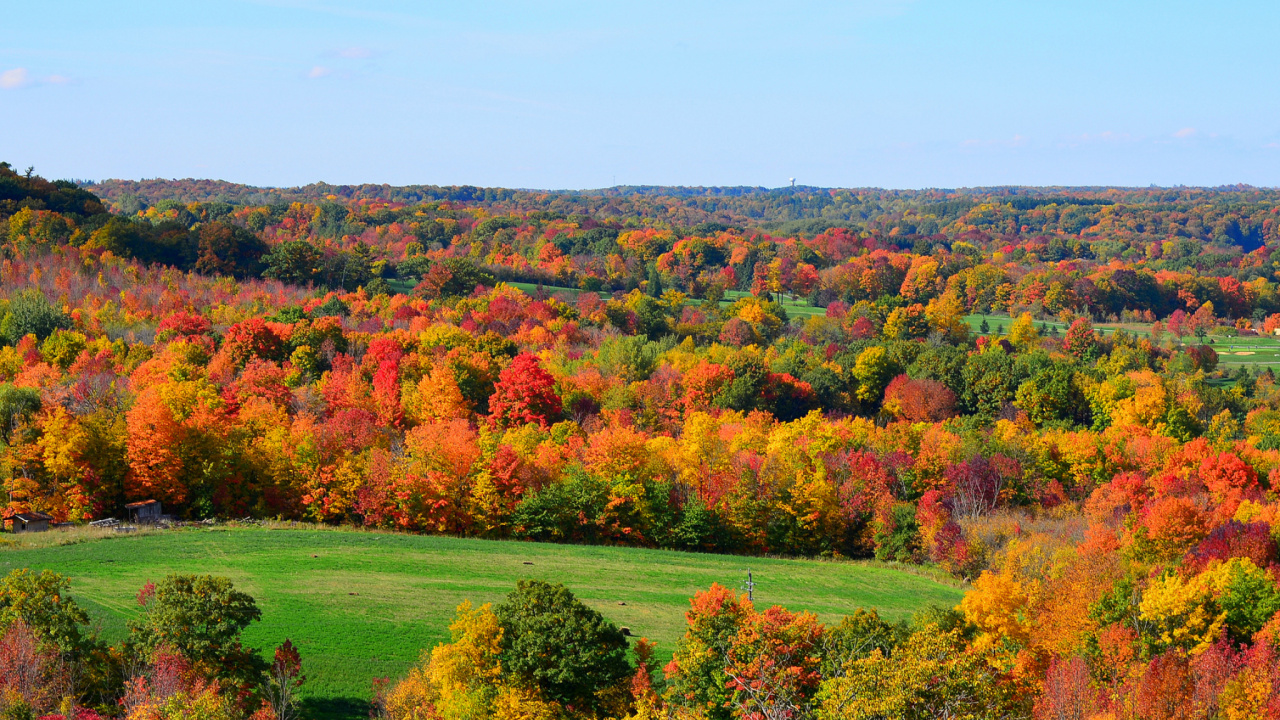 Green and Brown Trees Under Blue Sky During Daytime. Wallpaper in 1280x720 Resolution