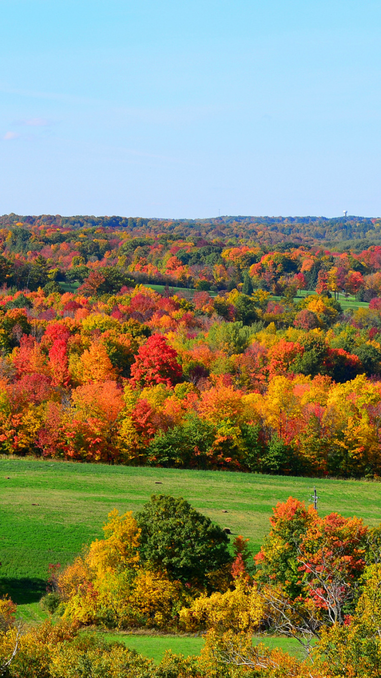 Green and Brown Trees Under Blue Sky During Daytime. Wallpaper in 750x1334 Resolution