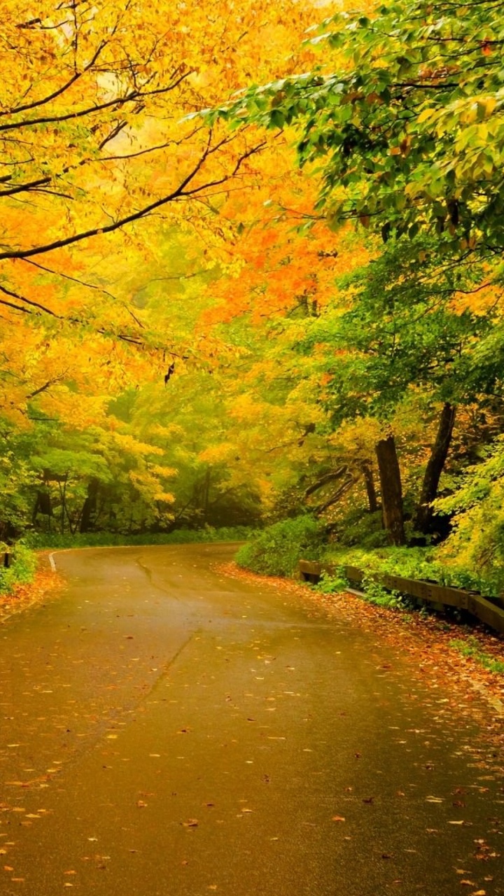 Camino Marrón Entre Árboles Verdes Durante el Día. Wallpaper in 720x1280 Resolution