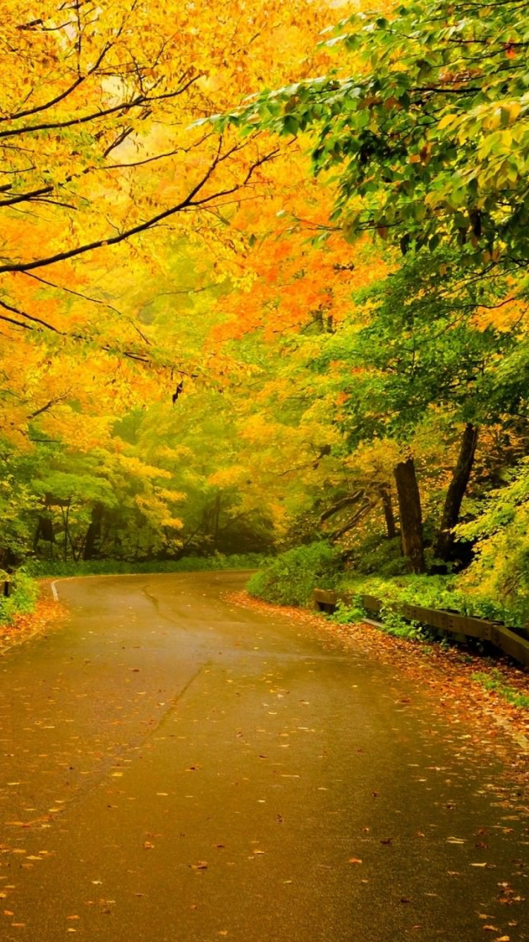 Camino Marrón Entre Árboles Verdes Durante el Día. Wallpaper in 750x1334 Resolution