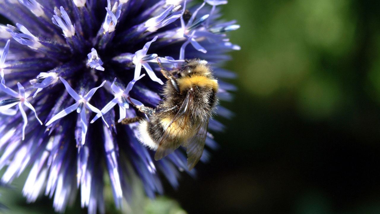 Abeille Noire et Jaune Sur Fleur Violette. Wallpaper in 1280x720 Resolution