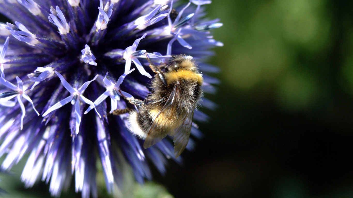Abeille Noire et Jaune Sur Fleur Violette. Wallpaper in 1366x768 Resolution