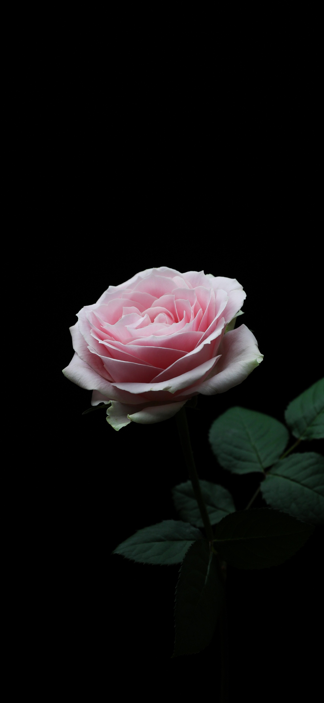 Pink Rose in Bloom With Black Background. Wallpaper in 1125x2436 Resolution