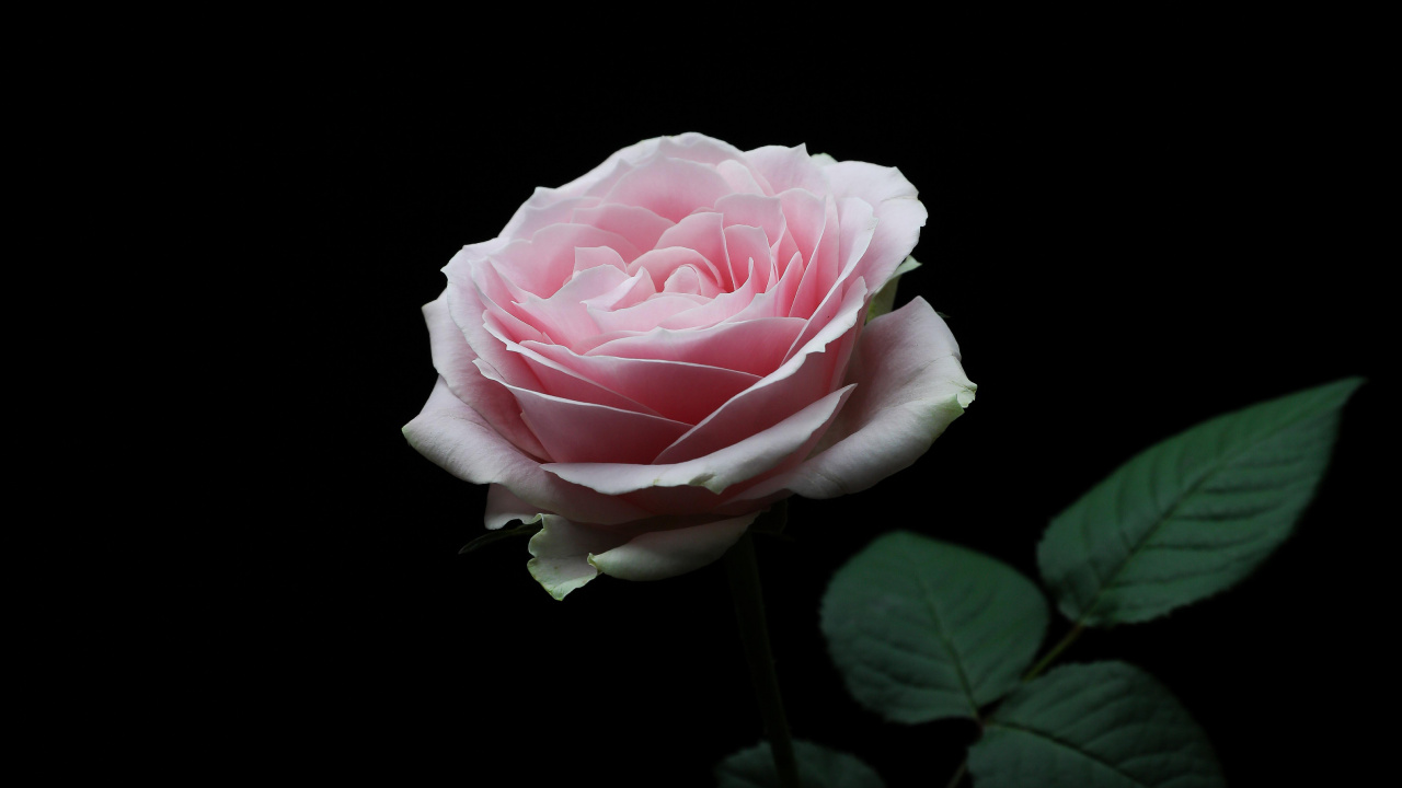 Pink Rose in Bloom With Black Background. Wallpaper in 1280x720 Resolution