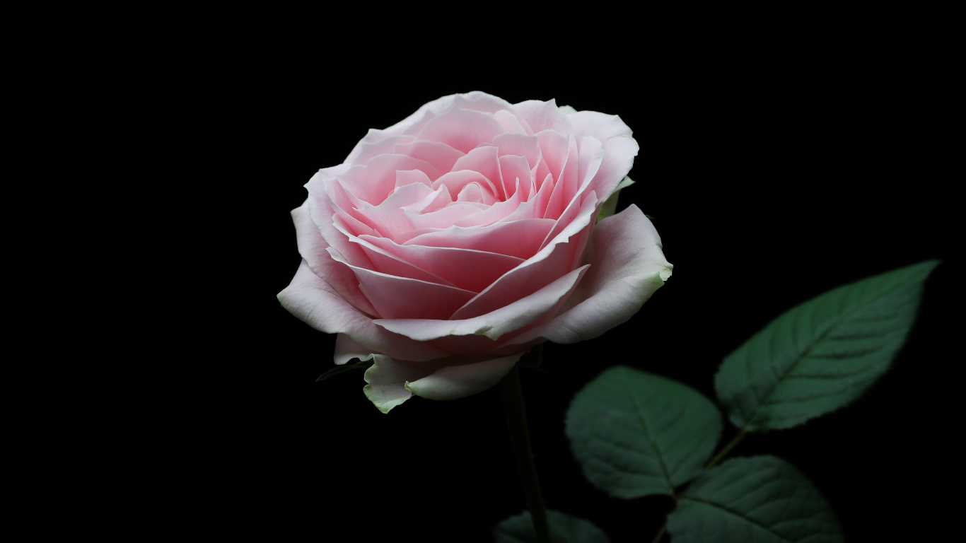 Pink Rose in Bloom With Black Background. Wallpaper in 1366x768 Resolution