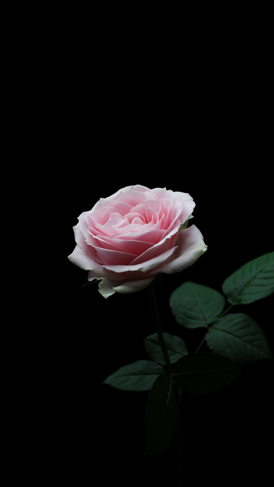 Rose Rose en Fleurs Sur Fond Noir. Wallpaper in 1080x1920 Resolution