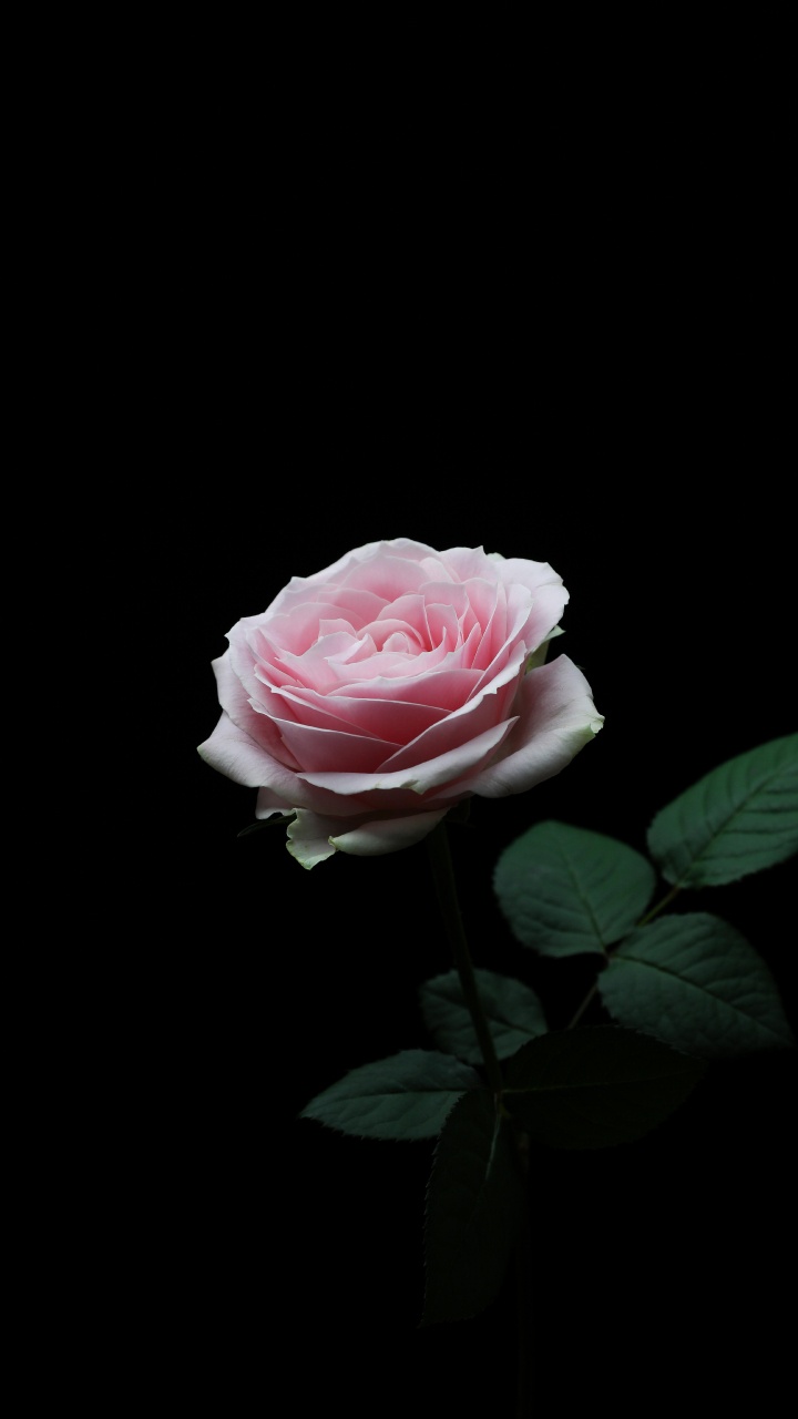 Rose Rose en Fleurs Sur Fond Noir. Wallpaper in 720x1280 Resolution