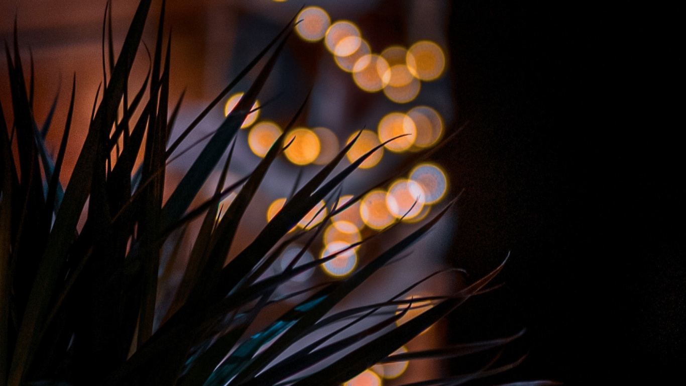 Flore, Sciage, Rameau, Pin Court, Evergreen. Wallpaper in 1366x768 Resolution