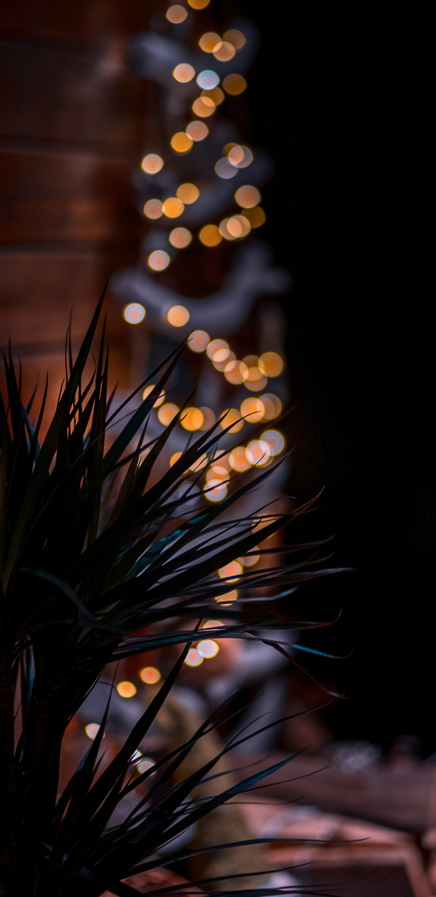 Flore, Sciage, Rameau, Pin Court, Evergreen. Wallpaper in 1440x2960 Resolution