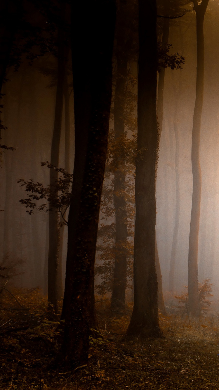 Árboles Marrones en el Bosque Durante el Día. Wallpaper in 750x1334 Resolution