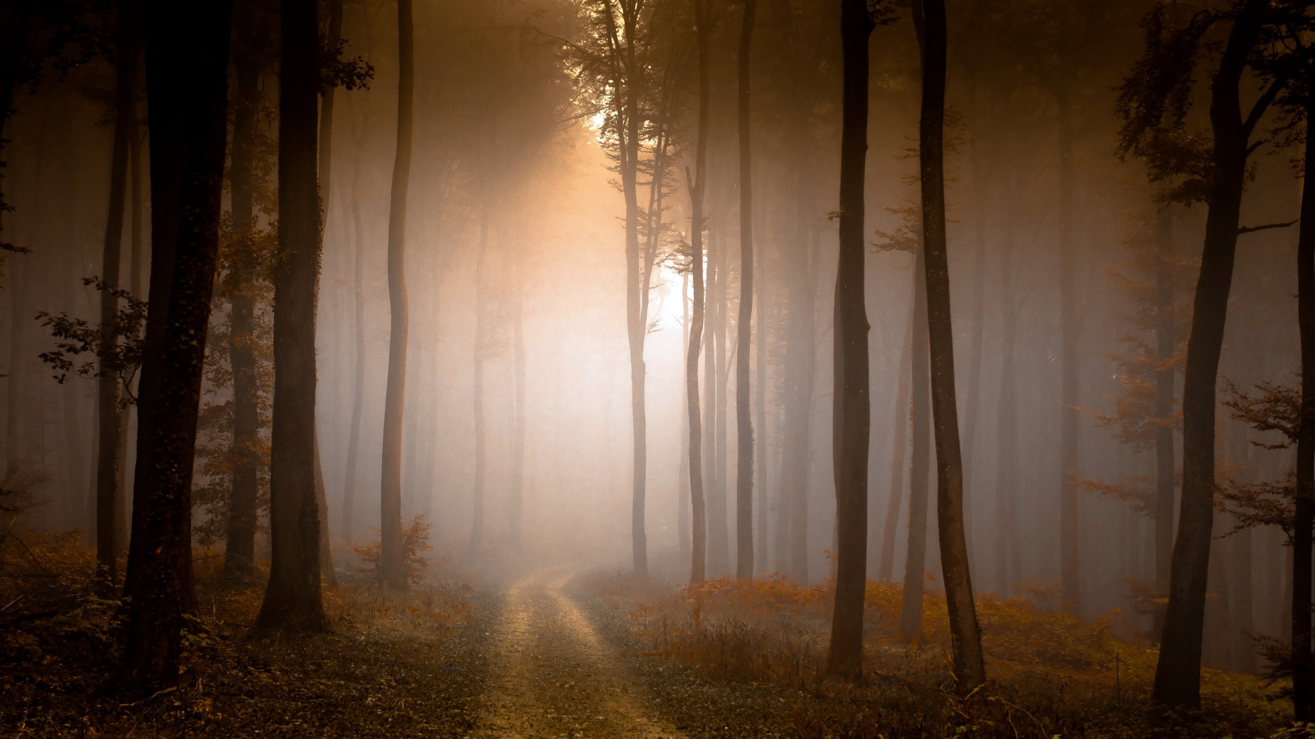 森林, 阳光, 雾, 早上, 气氛 壁纸 1920x1080 允许