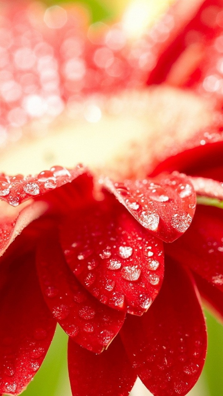 Fleur Rouge et Blanche Avec Des Gouttelettes D'eau. Wallpaper in 720x1280 Resolution