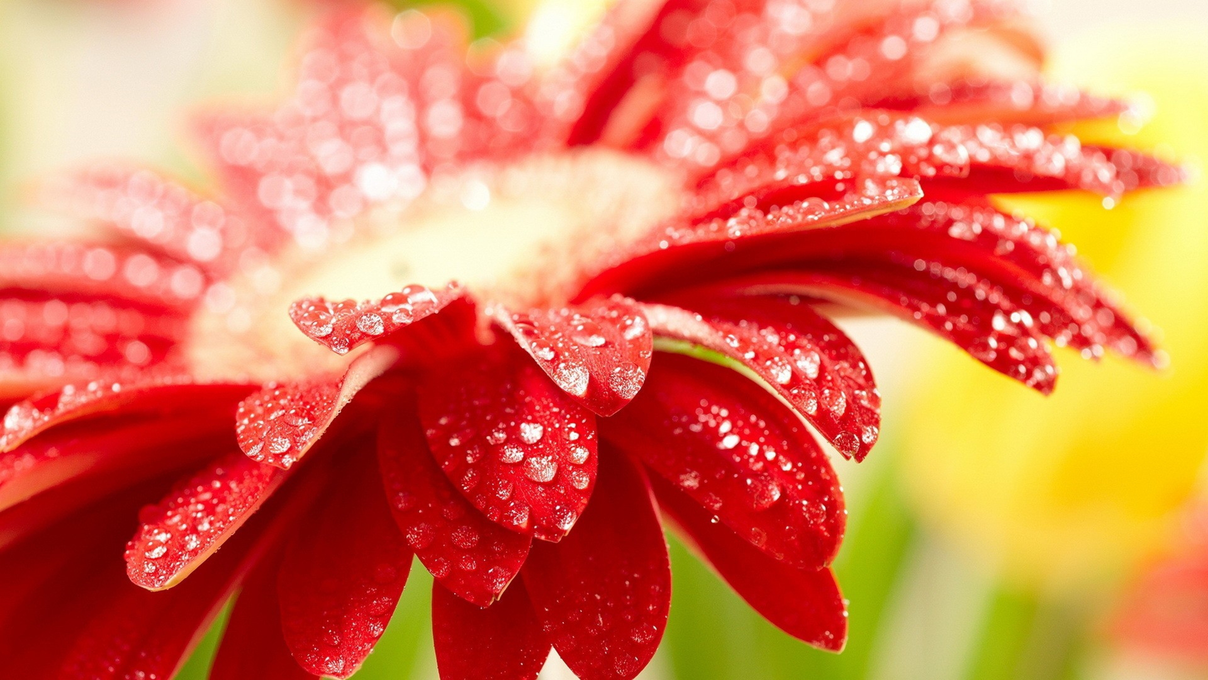 Flor Roja y Blanca Con Gotas de Agua. Wallpaper in 3840x2160 Resolution