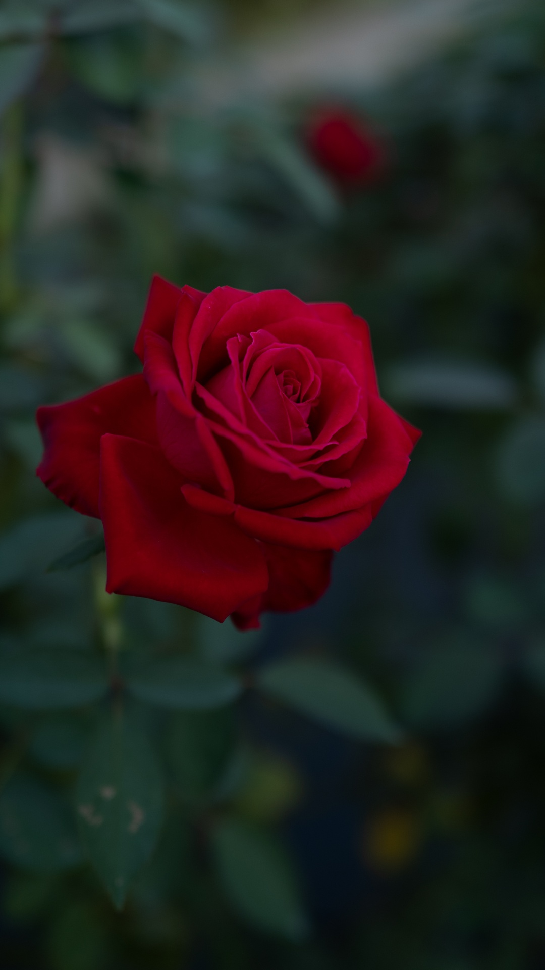 Red Rose in Bloom During Daytime. Wallpaper in 1080x1920 Resolution