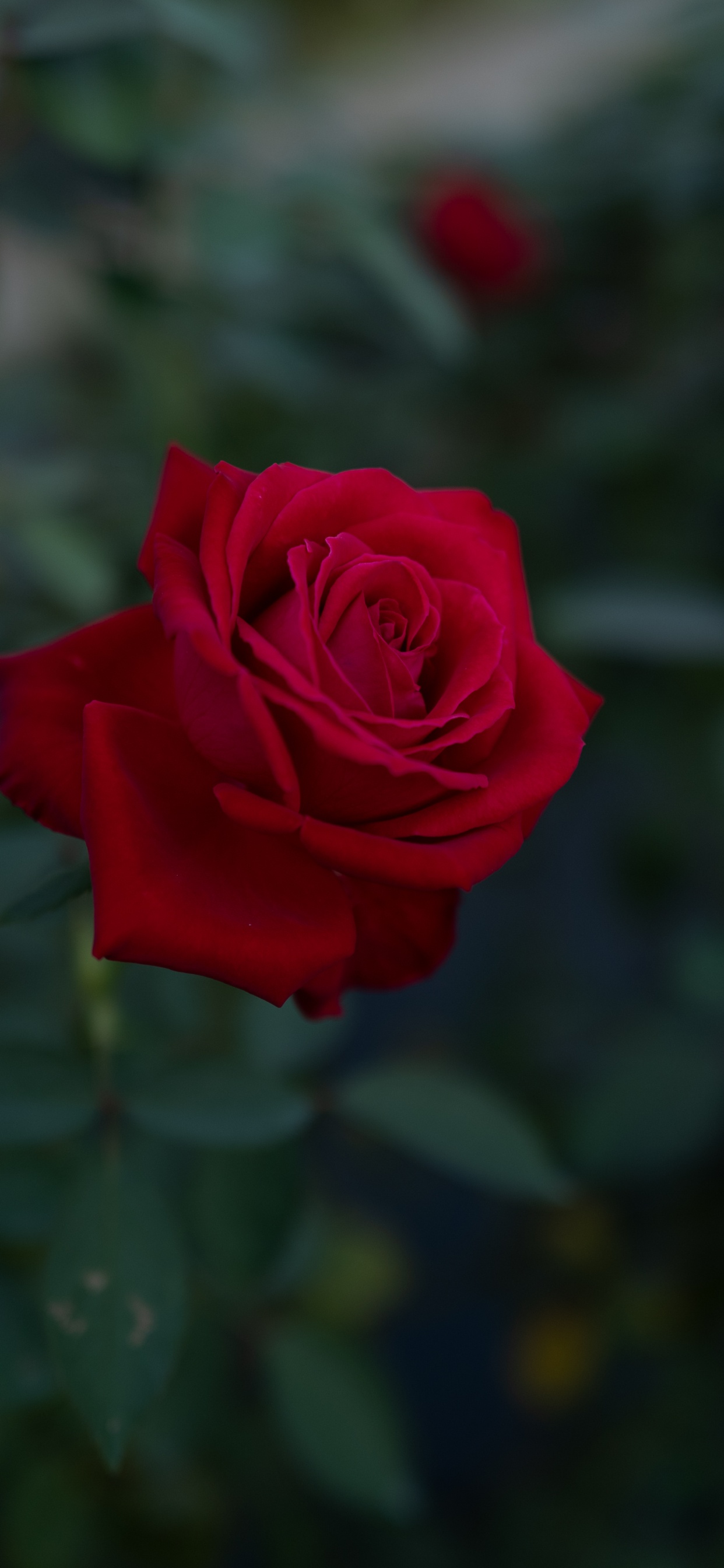 Red Rose in Bloom During Daytime. Wallpaper in 1242x2688 Resolution