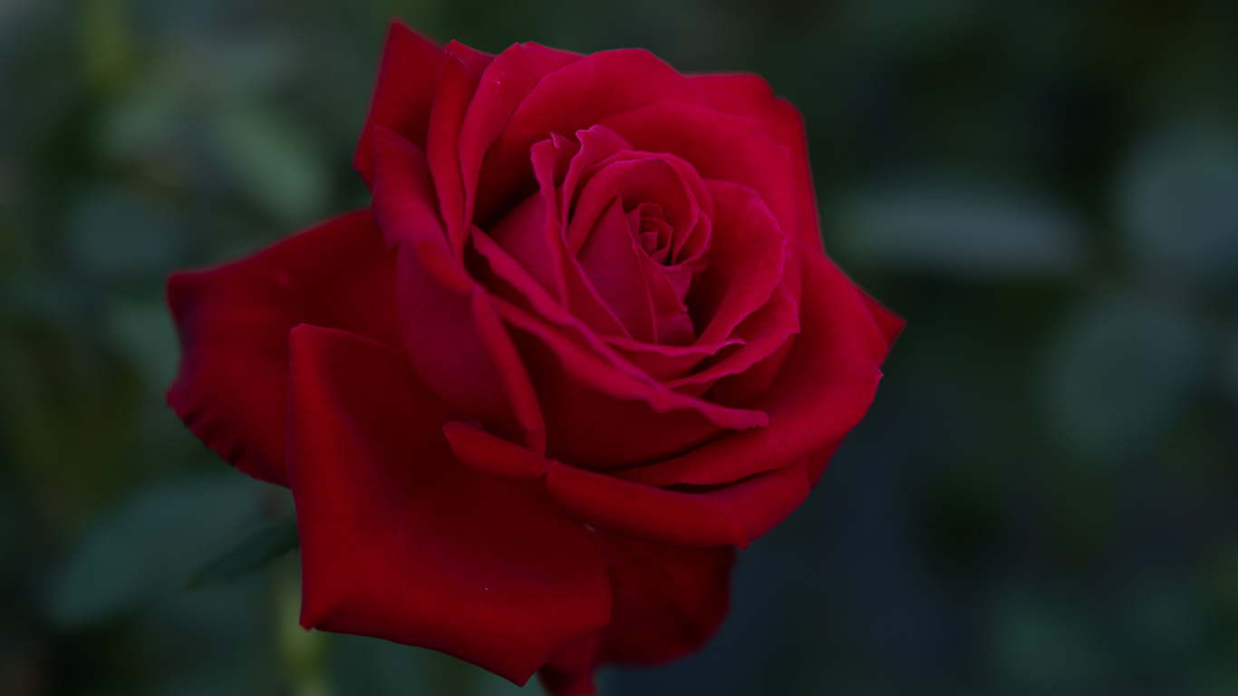 Red Rose in Bloom During Daytime. Wallpaper in 1366x768 Resolution