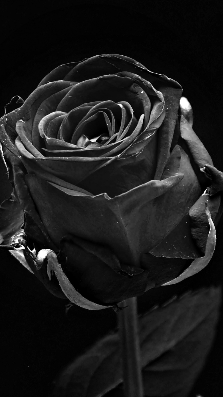 Foto en Escala de Grises de Flor Rosa. Wallpaper in 750x1334 Resolution
