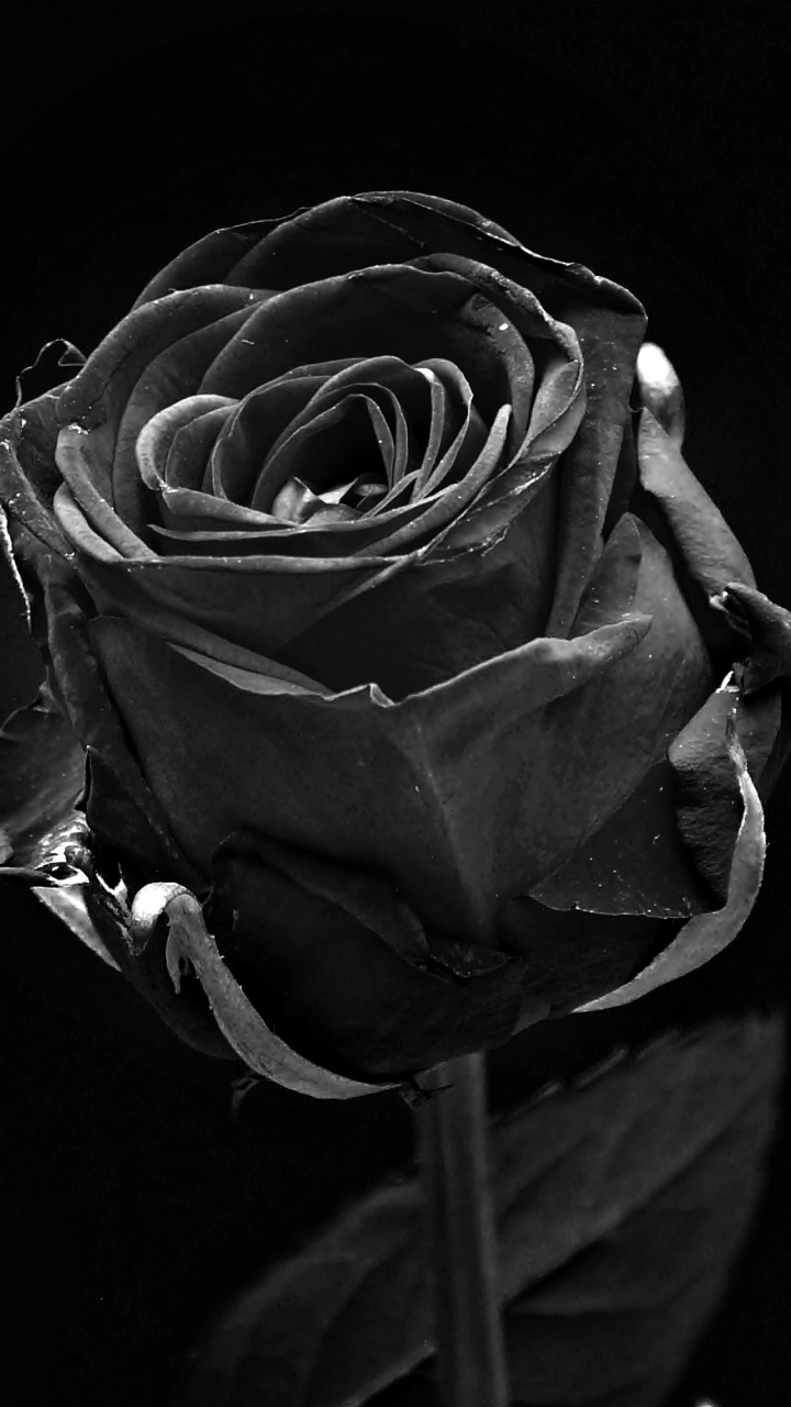 Greyscale Photo of Rose Flower. Wallpaper in 720x1280 Resolution