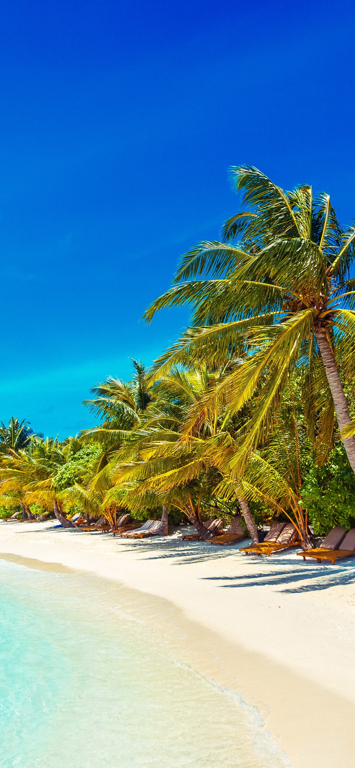 Palm Tree on Beach Shore During Daytime. Wallpaper in 1242x2688 Resolution