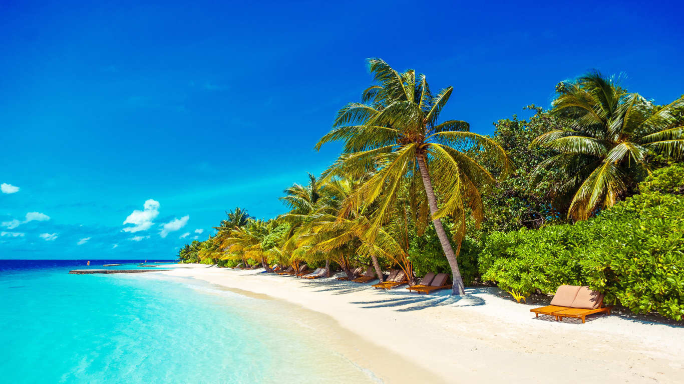 Palm Tree on Beach Shore During Daytime. Wallpaper in 1366x768 Resolution