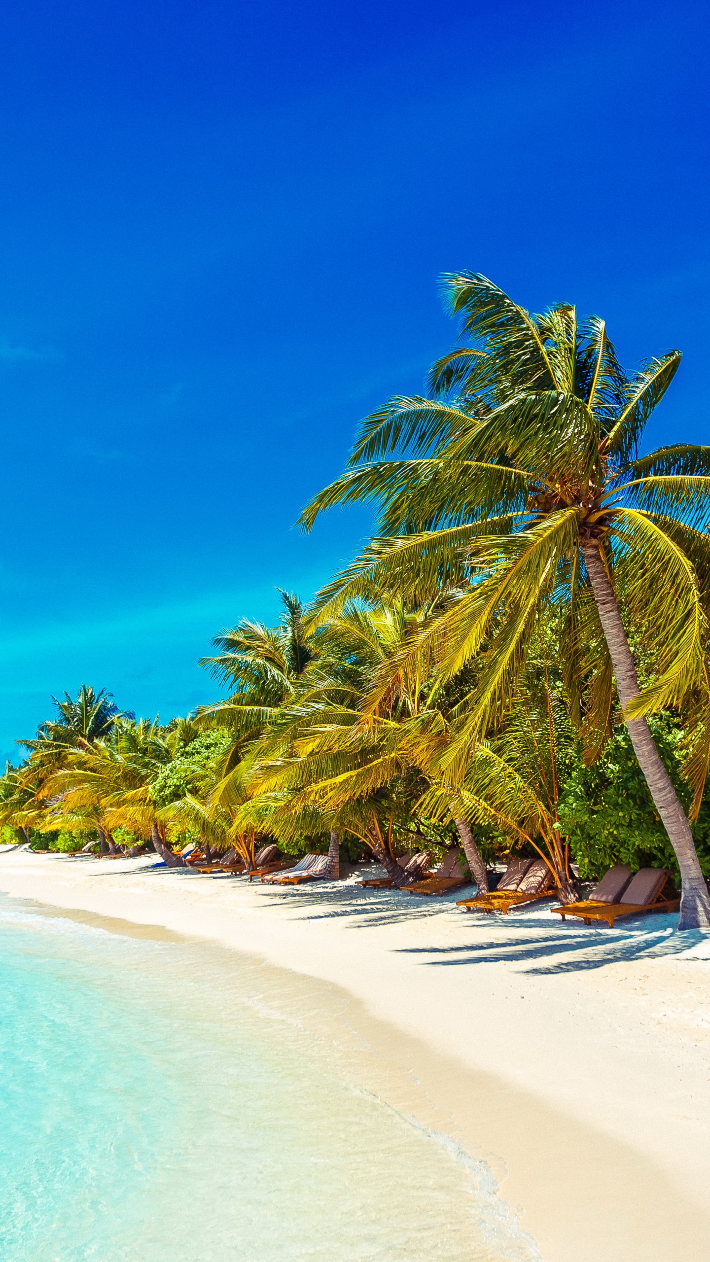 Palm Tree on Beach Shore During Daytime. Wallpaper in 1440x2560 Resolution