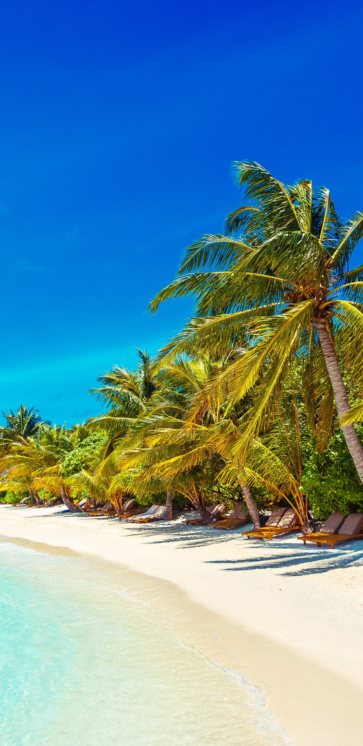 Palm Tree on Beach Shore During Daytime. Wallpaper in 1440x2960 Resolution