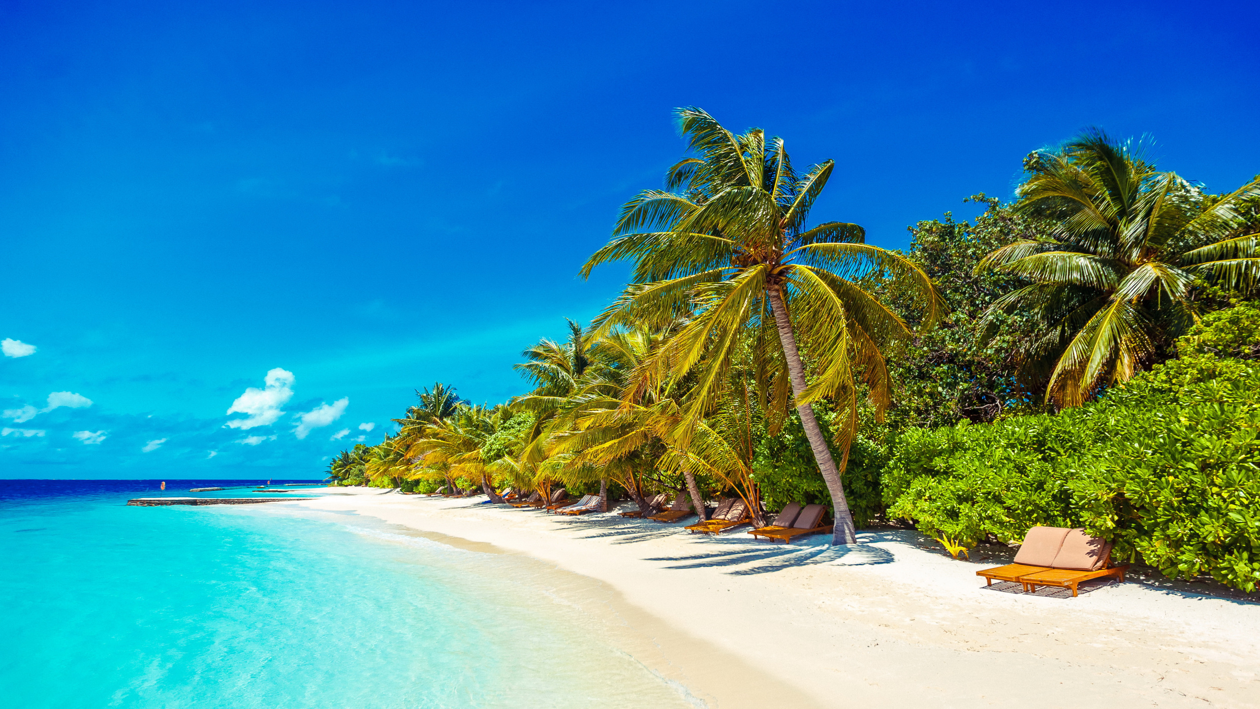 Palm Tree on Beach Shore During Daytime. Wallpaper in 2560x1440 Resolution