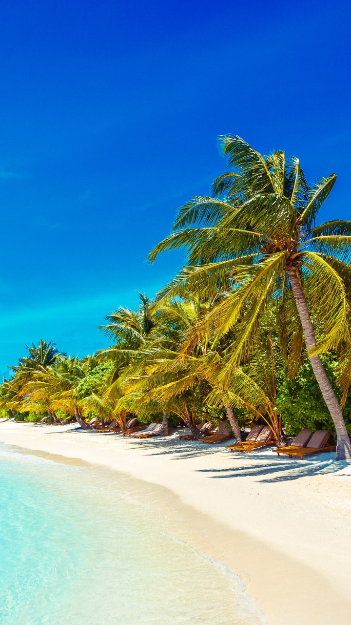 Palm Tree on Beach Shore During Daytime. Wallpaper in 720x1280 Resolution