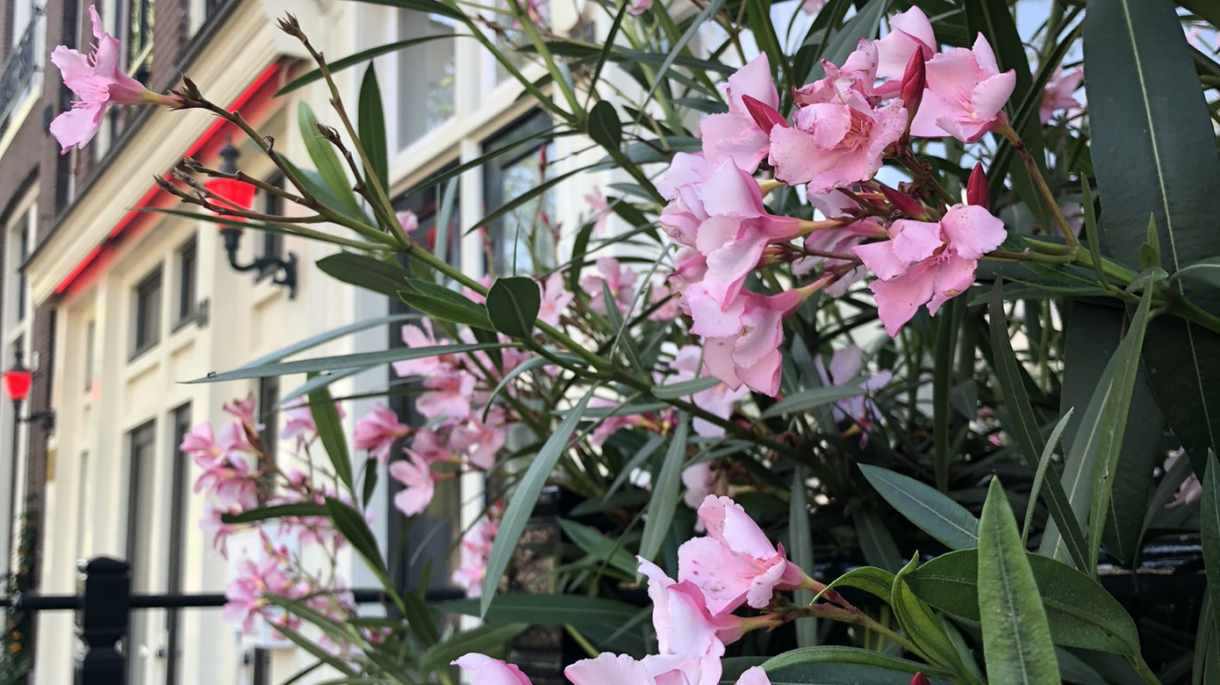 Flora, Flowering Plant, Annual Plant, Science, Plant. Wallpaper in 1366x768 Resolution