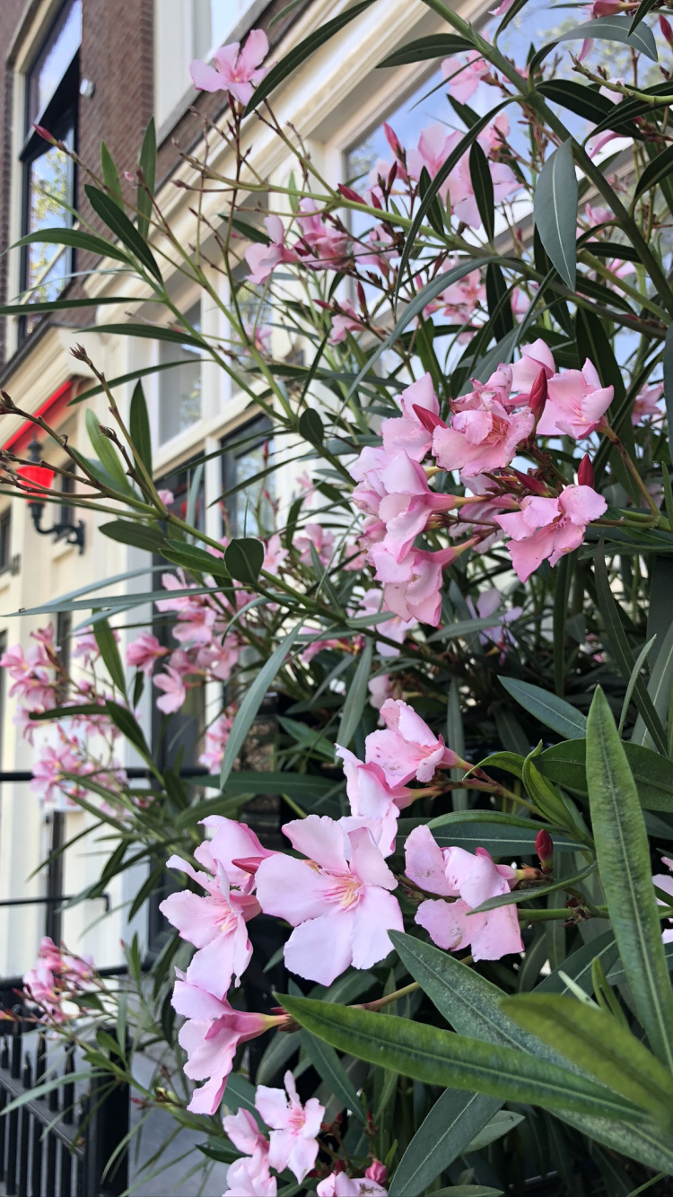 Flora, Flowering Plant, Annual Plant, Science, Plant. Wallpaper in 750x1334 Resolution