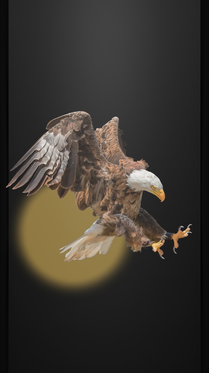 Águila, Ave de Presa, Águila Calva, Volando Como un Águila, Pájaros. Wallpaper in 720x1280 Resolution