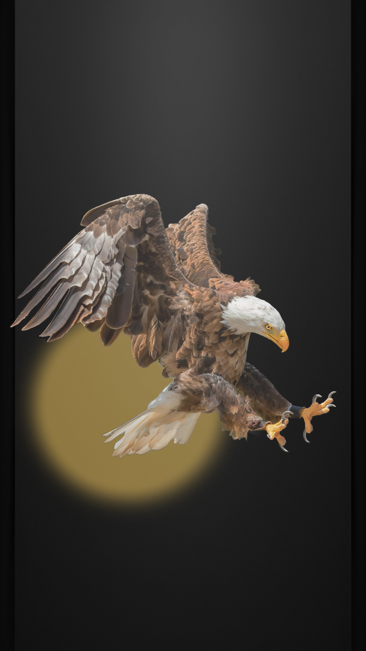 Águila, Ave de Presa, Águila Calva, Volando Como un Águila, Pájaros. Wallpaper in 750x1334 Resolution