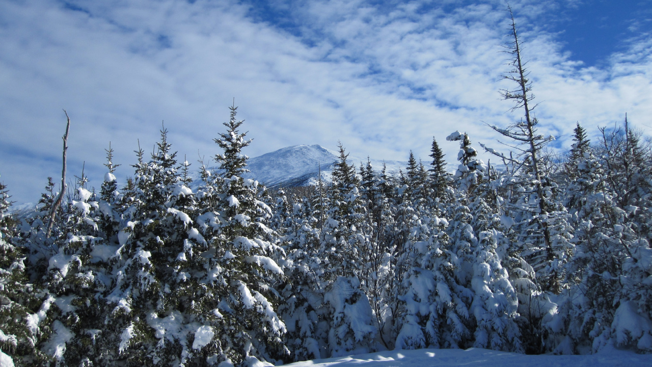 Schneebedeckte Bäume Und Berge Tagsüber. Wallpaper in 1280x720 Resolution