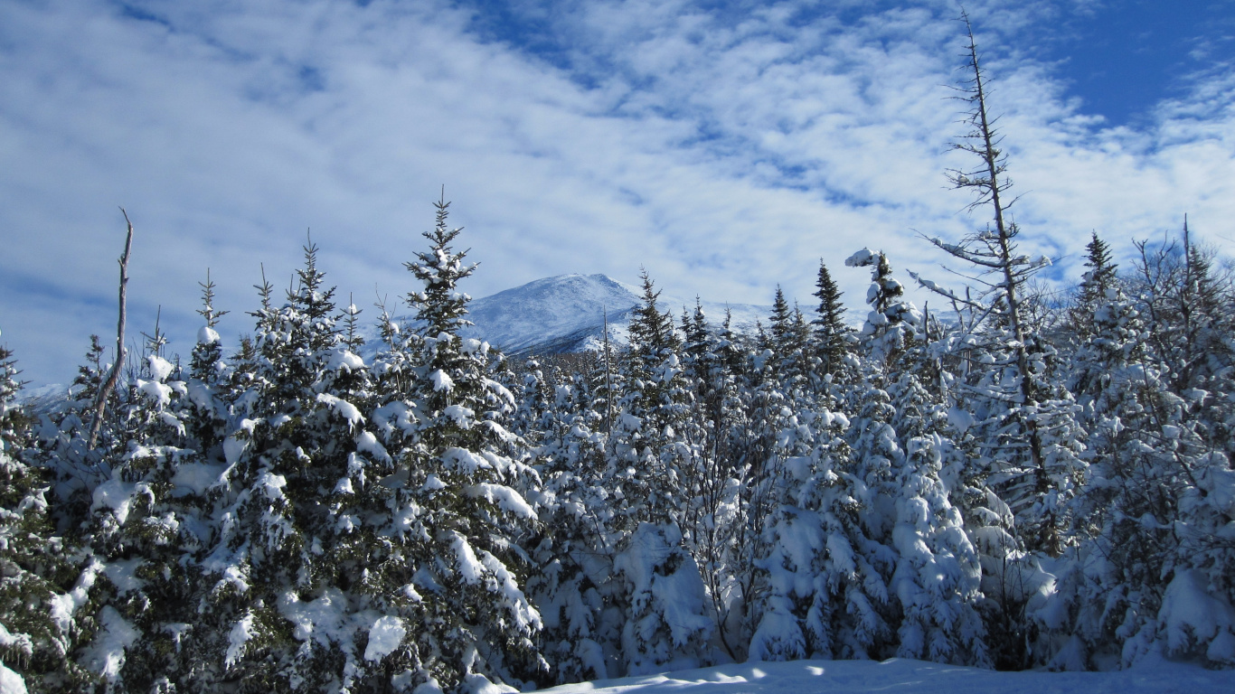 Schneebedeckte Bäume Und Berge Tagsüber. Wallpaper in 1366x768 Resolution