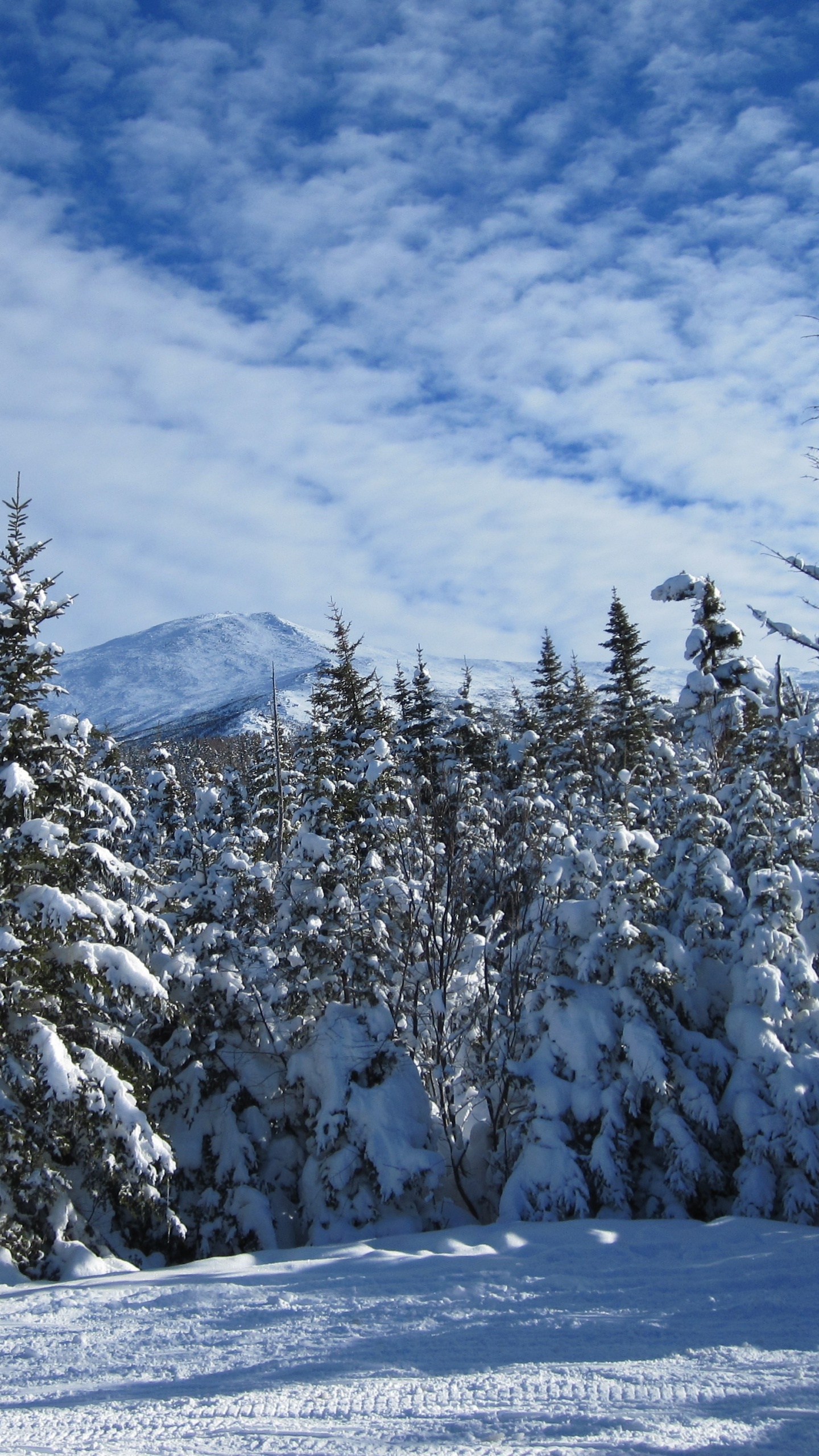 Schneebedeckte Bäume Und Berge Tagsüber. Wallpaper in 1440x2560 Resolution