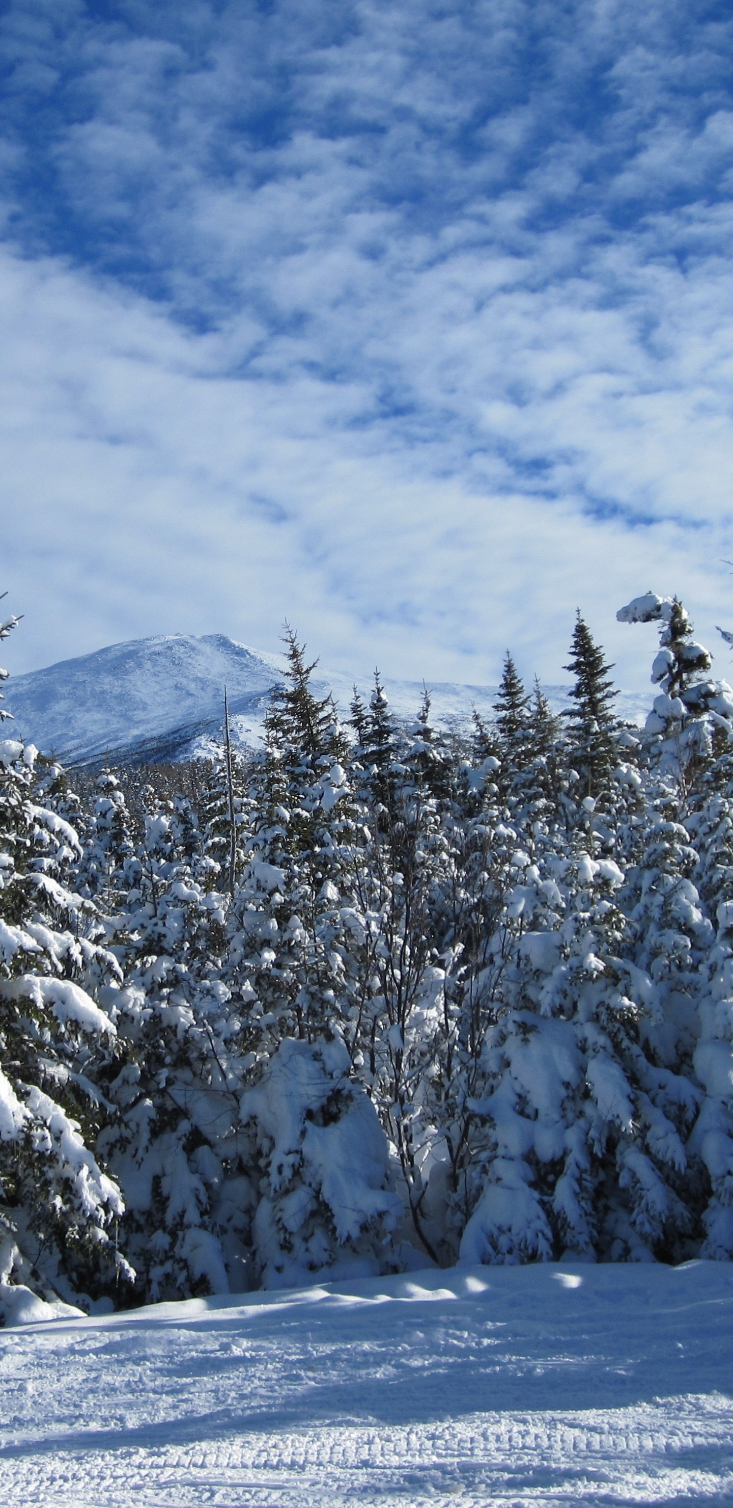 Schneebedeckte Bäume Und Berge Tagsüber. Wallpaper in 1440x2960 Resolution