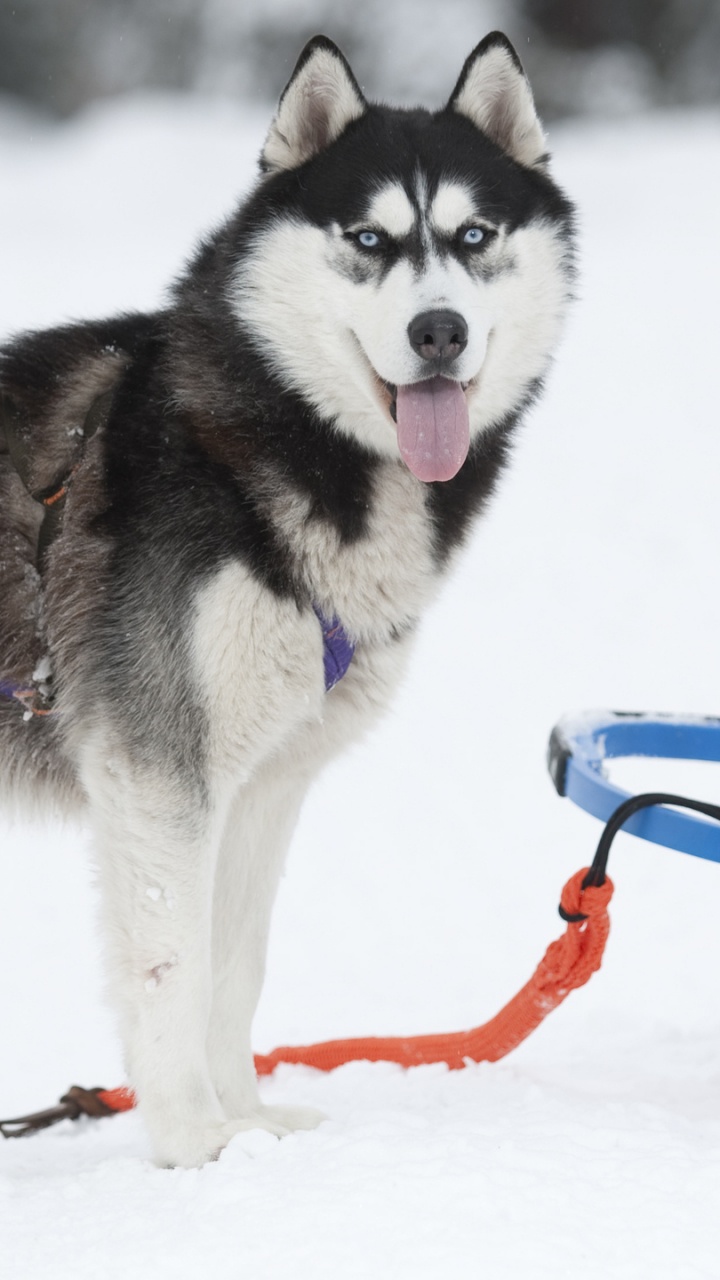 Weißer Und Schwarzer Siberian Husky Auf Schneebedecktem Boden Tagsüber. Wallpaper in 720x1280 Resolution