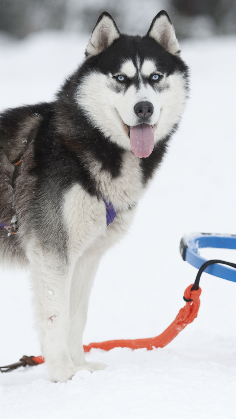 Weißer Und Schwarzer Siberian Husky Auf Schneebedecktem Boden Tagsüber. Wallpaper in 750x1334 Resolution