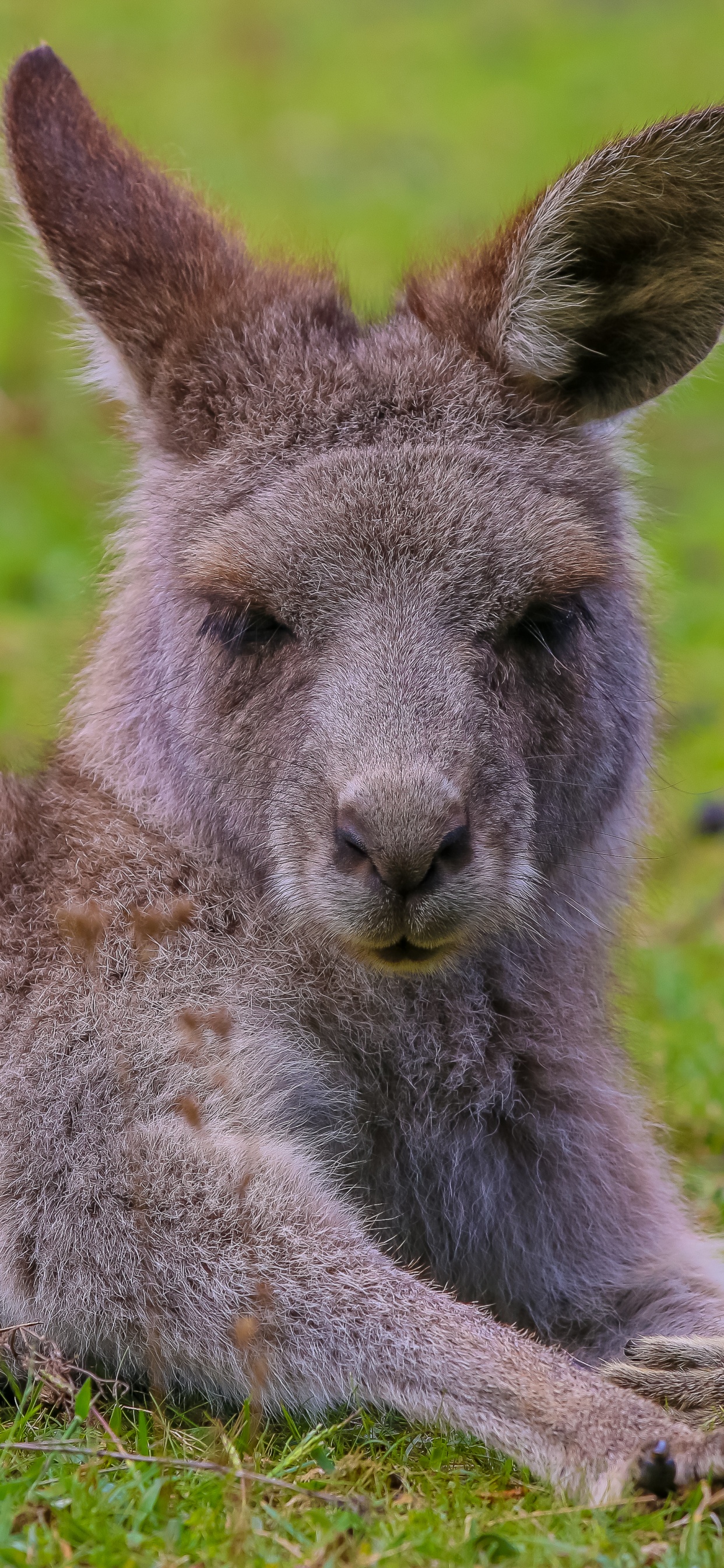 Gray Kangaroo on Green Grass Field During Daytime. Wallpaper in 1242x2688 Resolution