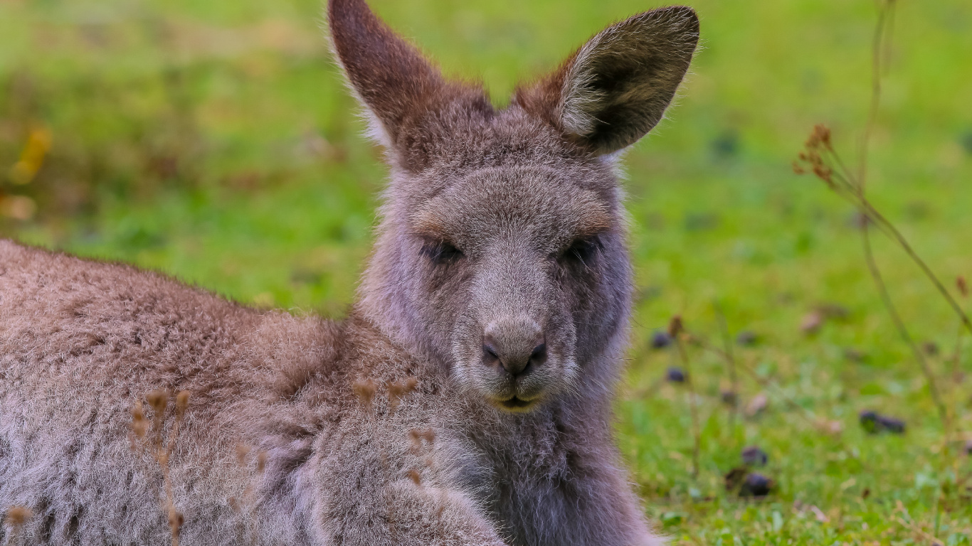 Gray Kangaroo on Green Grass Field During Daytime. Wallpaper in 1366x768 Resolution