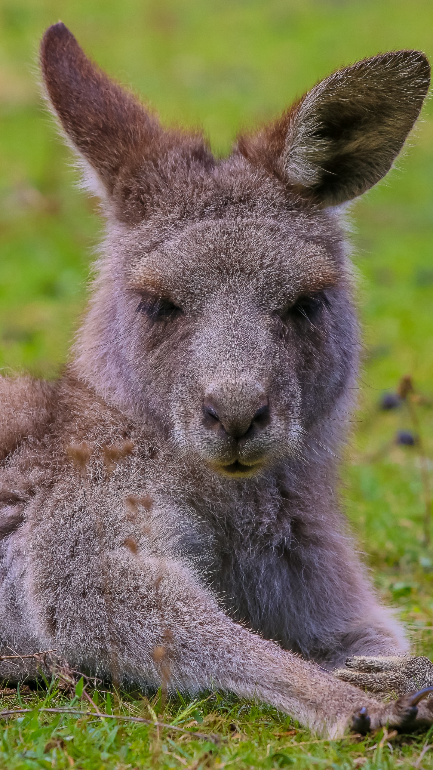 Gray Kangaroo on Green Grass Field During Daytime. Wallpaper in 1440x2560 Resolution
