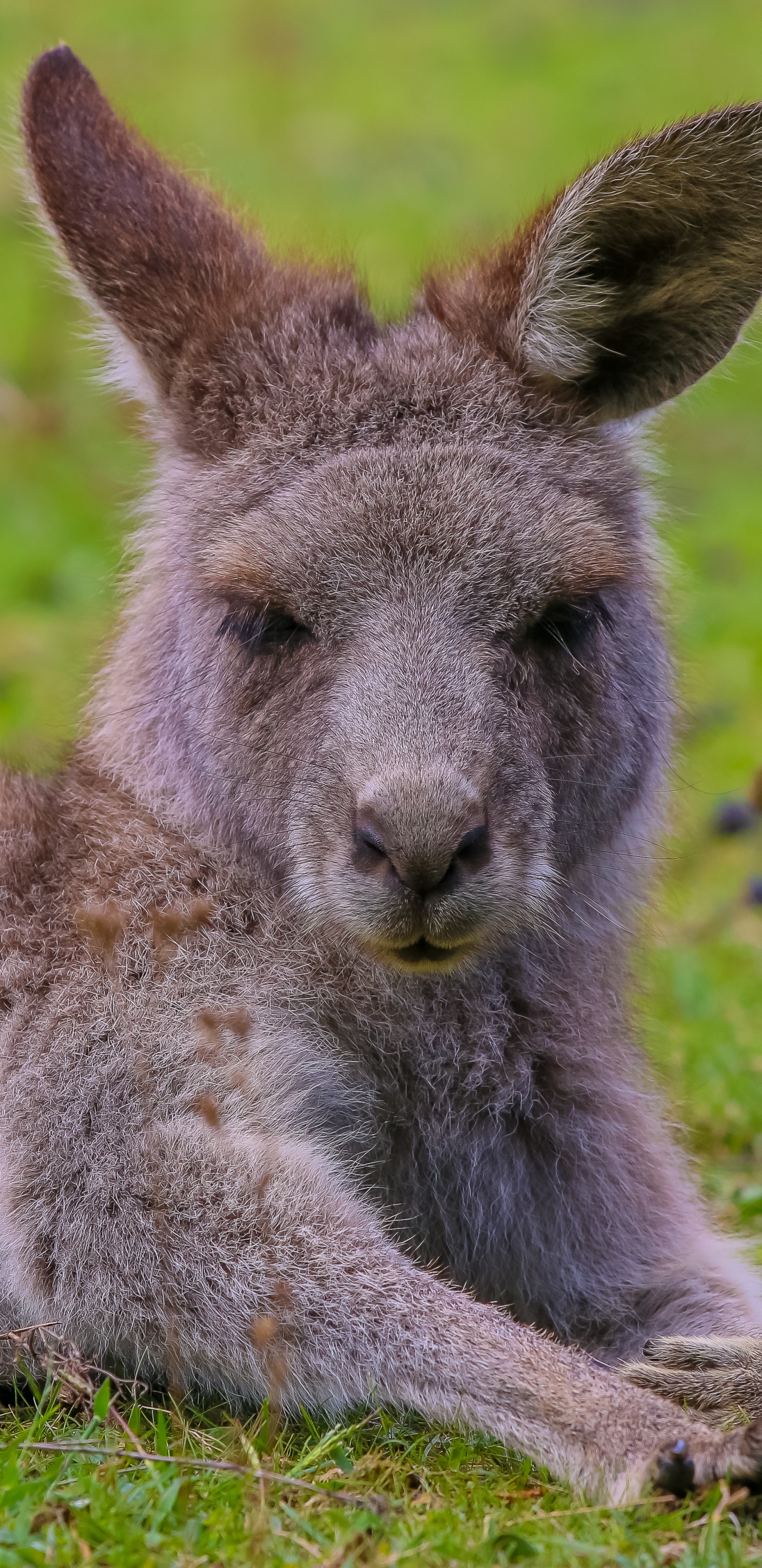 Kangourou Gris Sur Terrain D'herbe Verte Pendant la Journée. Wallpaper in 1440x2960 Resolution