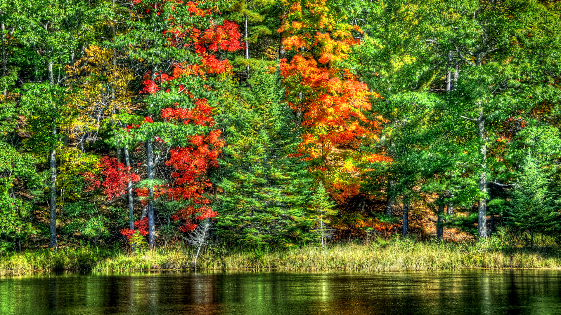 Green and Orange Trees Beside River During Daytime. Wallpaper in 1920x1080 Resolution